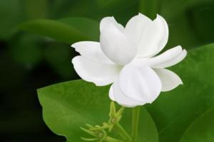 梦见白花是什么意思 梦见白花是什么征兆