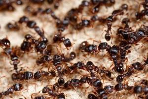 梦见自己身上有蚂蚁 女人梦见身上爬了很多蚂蚁