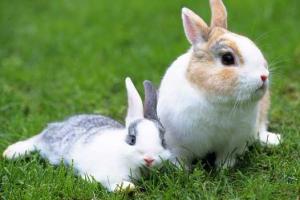 1999兔子和什么属相最配对 1999年属兔23岁以后一生命运