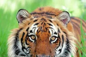 1986年的虎属于什么虎 86年的虎是属于是什么虎