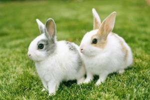 在1999年(己卯年)出生的属兔人,文昌贵人的属相是—— 生肖龙和狗.