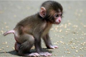 几月出生的猴是烂猴 几月出生的猴子命最好
