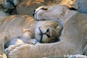 狮子在一起睡觉的情景,它们相互依靠着,就像两只小猫咪,让人不忍心