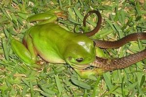 梦见蛇青蛙怎么回事