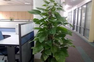 办公室植物推荐风水办公室植物风水哪种好