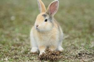 属兔几月出生是一等命 属兔几月出生是一等命兔正月