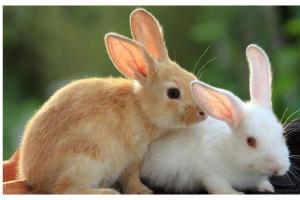 十兔九不全属兔人最有福气的4个出生月份一生的吉祥富贵命
