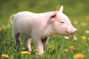 属猪人命最苦是几月 属猪人命最苦是农历几月