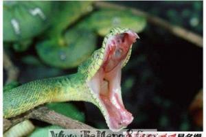 孕妇梦见被绿蛇咬手 孕妇梦见绿蛇是什么预兆