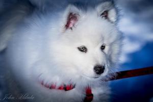 爱斯基摩雪橇犬图片（爱斯基摩雪橇犬的资料）