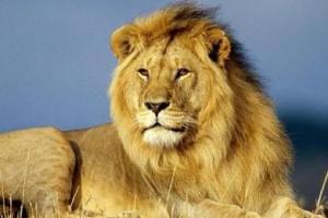 周公解梦梦见狮子是什么预兆