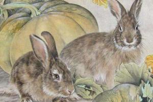 老鼠和兔子属相合不合鼠和兔子生肖相冲