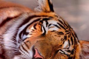 梦见自己挨着老虎睡 梦见自己碰上嚼着东西的老虎