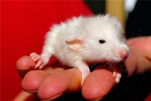 梦见小白鼠变成大白鼠