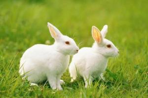 生肖兔2023年运势运程分析属兔人几月出生命最好