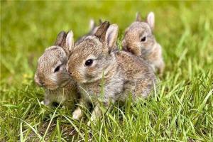生肖兔都有哪些年份出生的生肖兔的出生年份有哪些万年历(属兔都是哪年出生)