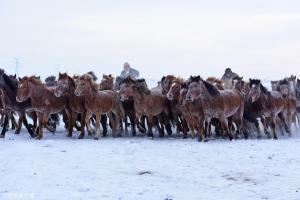 在内蒙古买一匹马多少钱（蒙古马多少钱一匹）