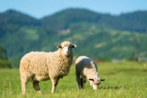 属羊的人财运在哪方 属羊的2024年运势和财运怎么样