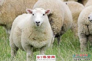 公历时间:2023年6月10日-2023年7月9日属羊人在2023年农历五月份,收入