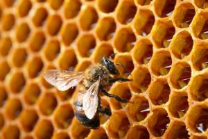 梦见很多蜜蜂和蜂巢 梦见梦见蜜蜂窝和很多蜜蜂