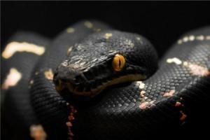 刚怀孕梦见黑色大蟒蛇是什么预兆