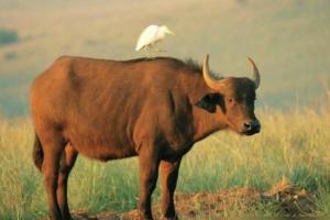 生肖牛2023年本命年运势大全属牛人在牛年每月运程
