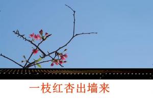 红杏现墙二三米生肖 含蓄草研究实验所www.com.444红杏