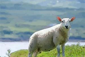 羊找什么属相最合适 属羊的配什么属相最合适