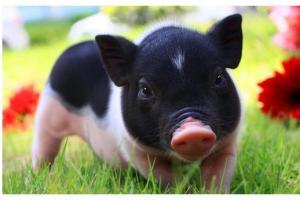 生肖猪12个月份12种命这几月出生的子女天生龙凤命有大出息