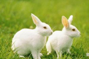 属兔的人配什么生肖最好 属兔人一生最克3个人