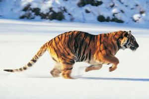梦见被老虎追着跑是什么意思
