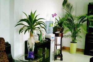 女性办公室最旺风水植物 女生办公桌旺事业的风水摆件