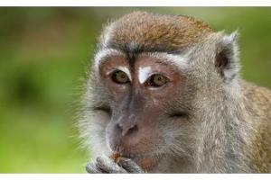 吱吱吱属猴人的晚年命运尤其是68年的50岁以后指望谁