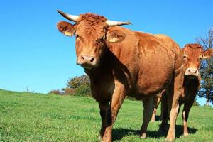 匠子生活 命理 ><br/> 正文2023年属牛者全年运势:在2023年中,生肖牛的人