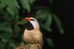 黑喉草雀怎么繁殖（黑喉鸟的繁殖技术）