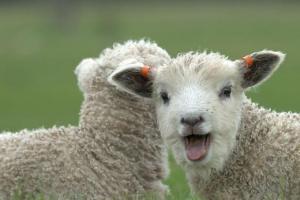 生肖羊:属羊人的最佳配偶,真是天生的一对,一生一世永不分离!