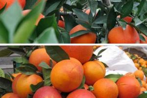 四川特色水果塔罗科血橙果园直发现摘现发支持一件代发8斤装小