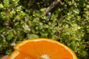 塔罗科血橙种植要求