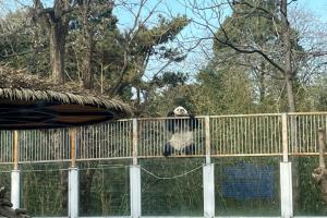 北京动物园一大熊猫翻墙越狱（惹得游客纷纷围观）