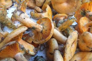松蘑的功效与作用及食用方法（松菌菇的营养价值与功效）