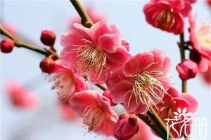 南京市花是哪种花（南京市花是什么花）