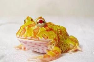 蝴蝶角蛙怎么养在家里（如何在家繁殖角蛙）
