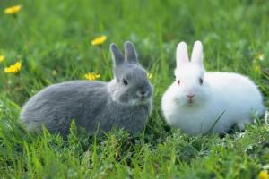 属兔女与什么属相结婚最相配属兔,属兔女和什么属相配偶最好?
