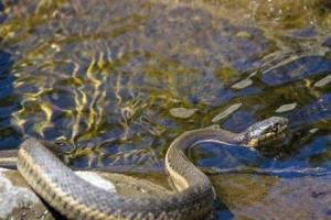 孕妇梦到蛇在水中游走